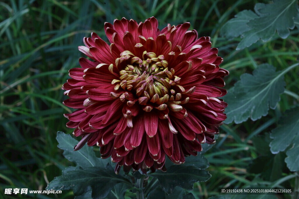 菊花  