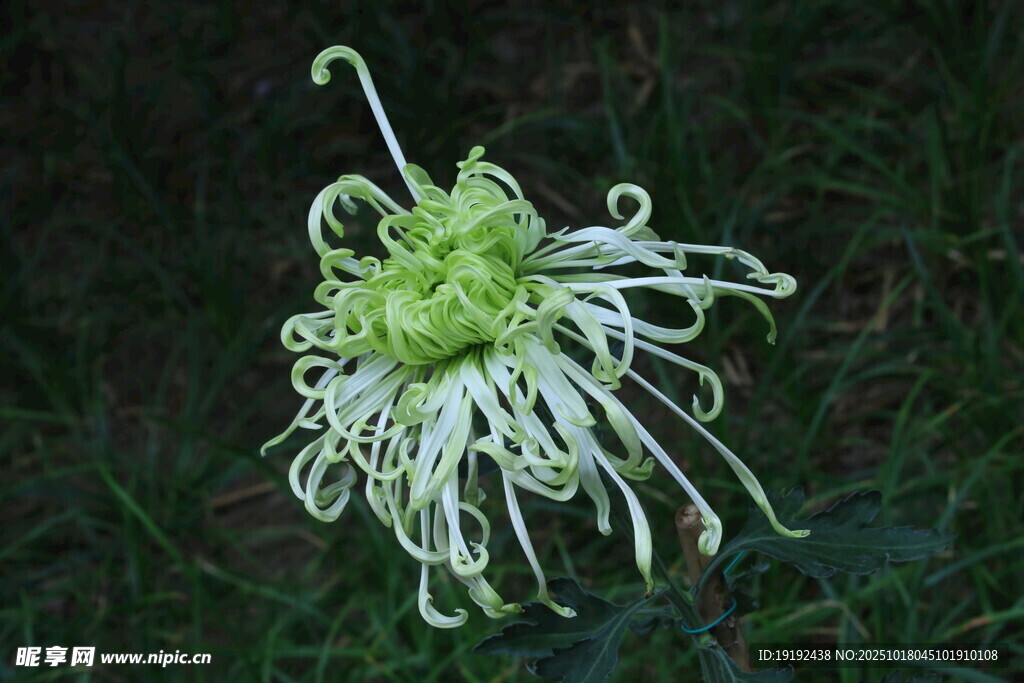 菊花  