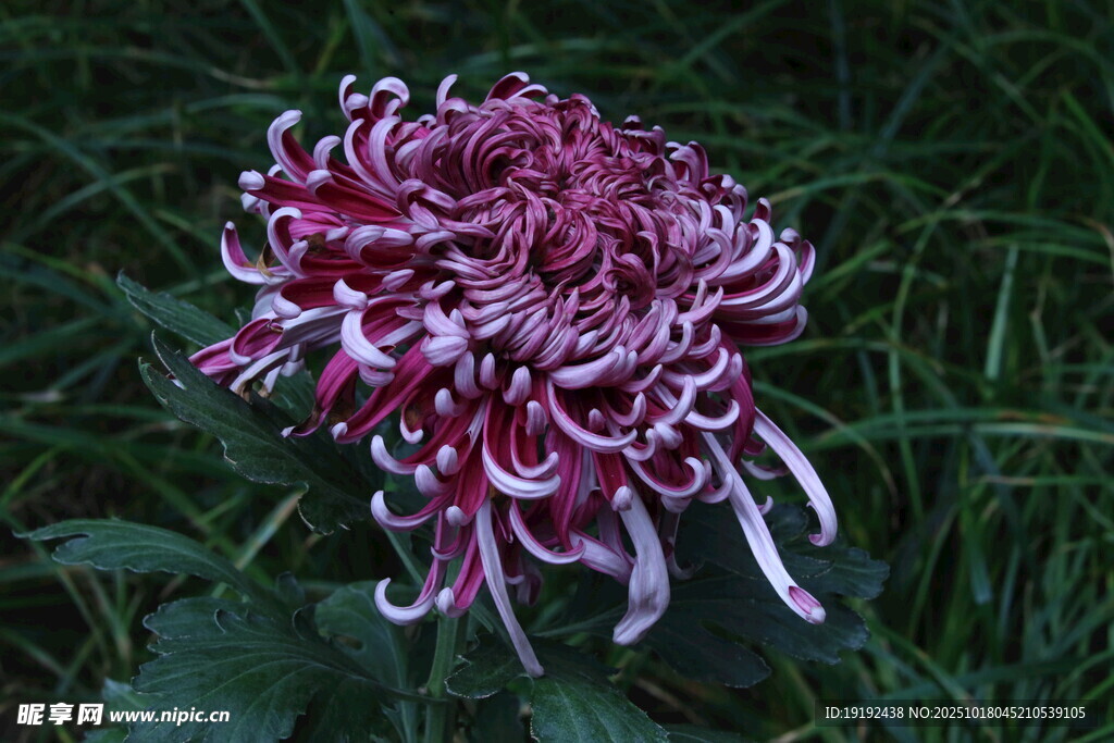 菊花  