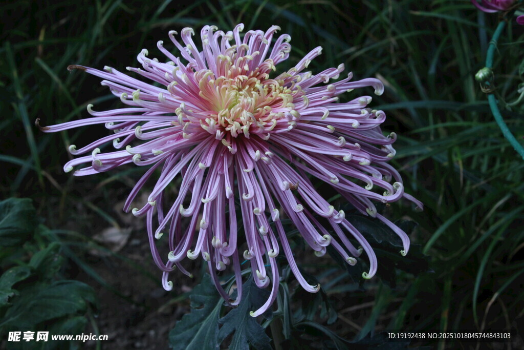 菊花 