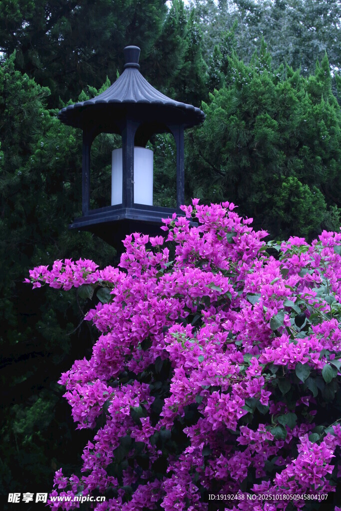 三角梅  