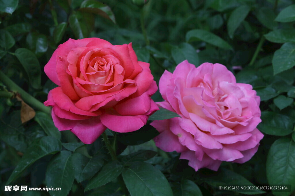 月季花 