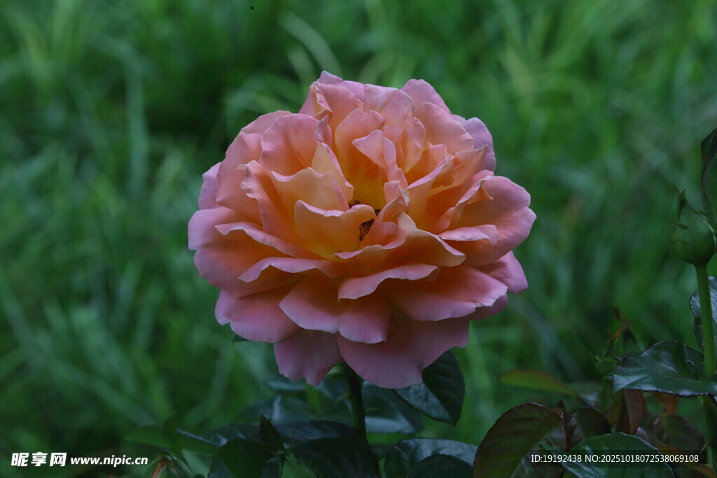月季花 