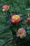 月季花  