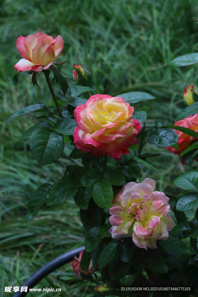 月季花  