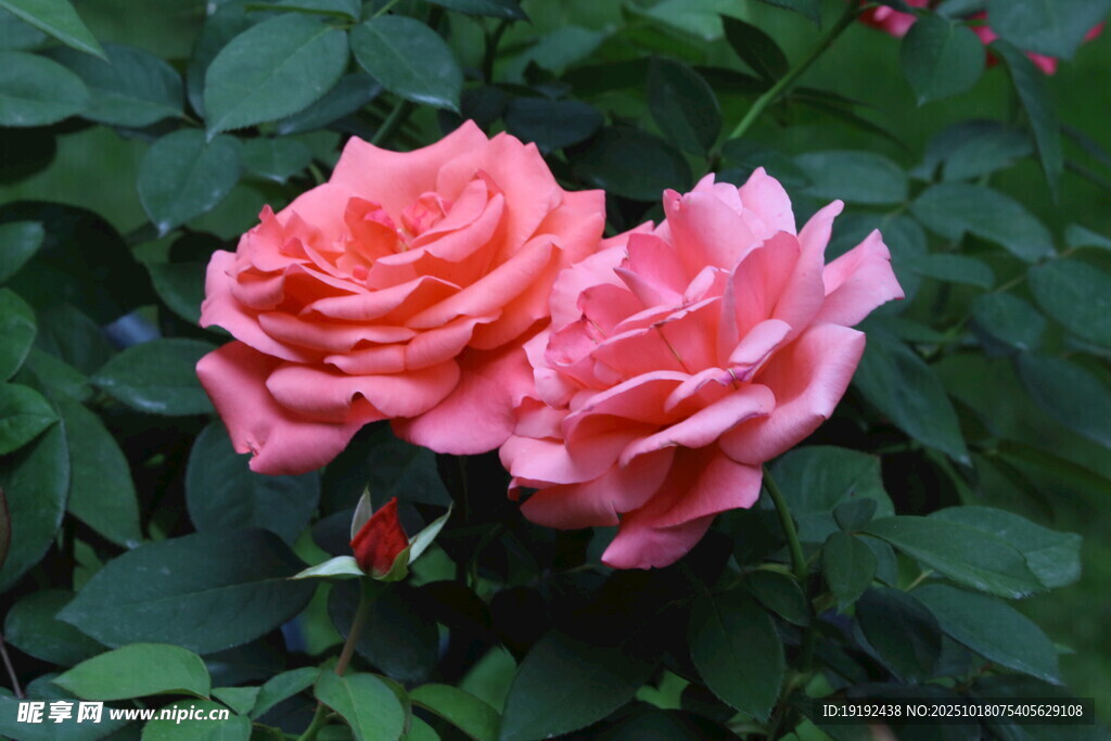 月季花 