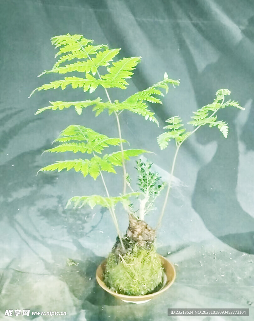 蕨类