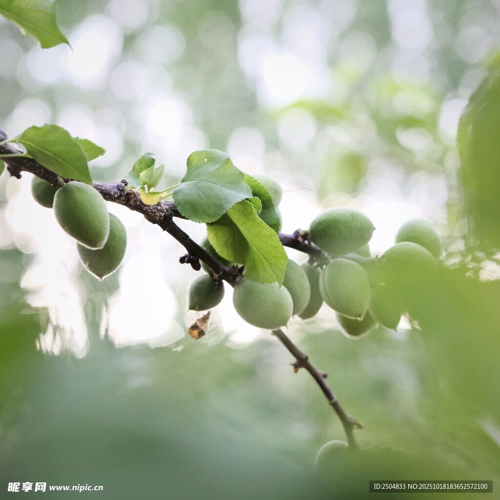 枝头青果 绿意盎然