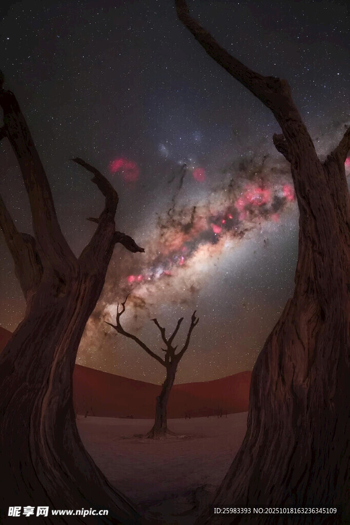 星空枯树
