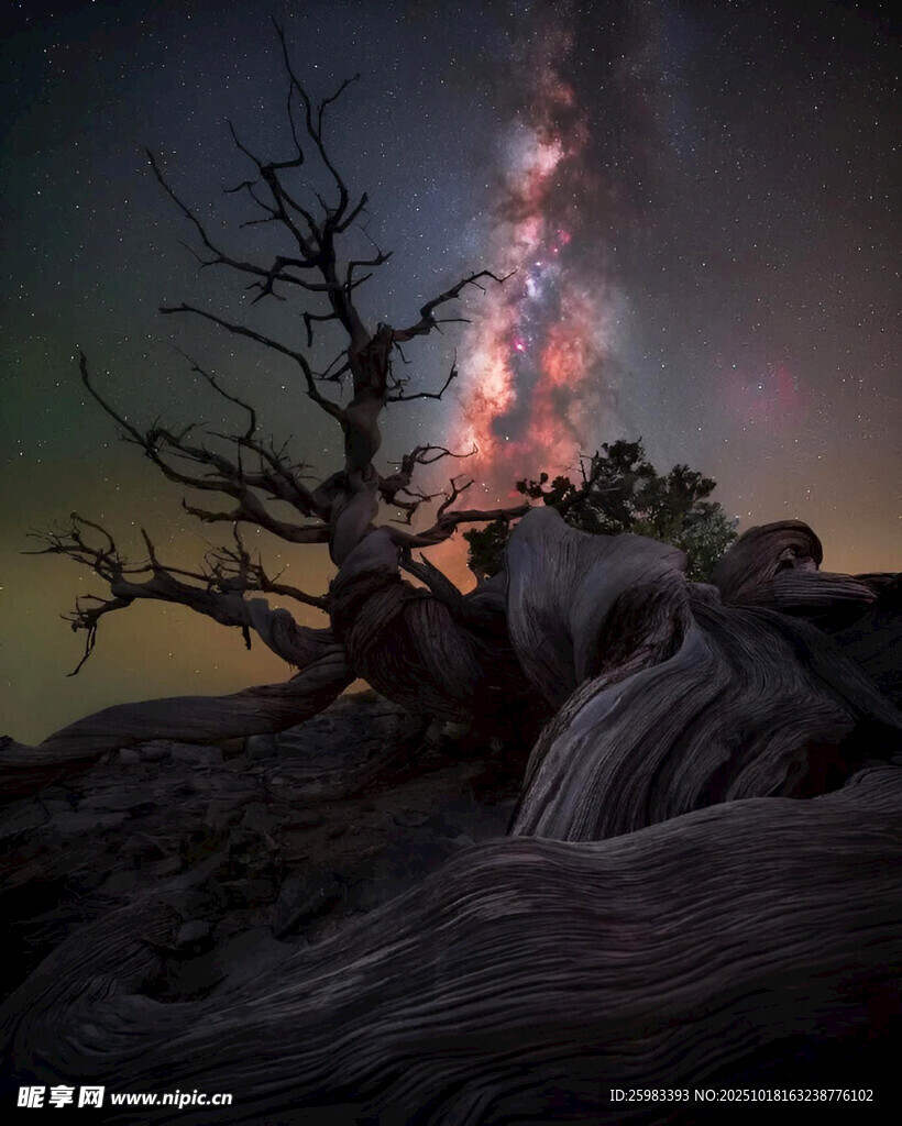星空枯树