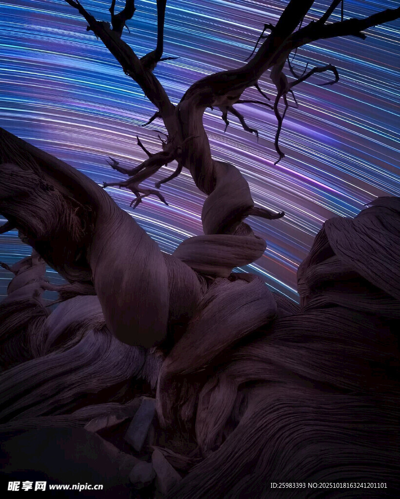 星空枯树