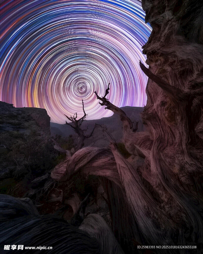 星空枯树