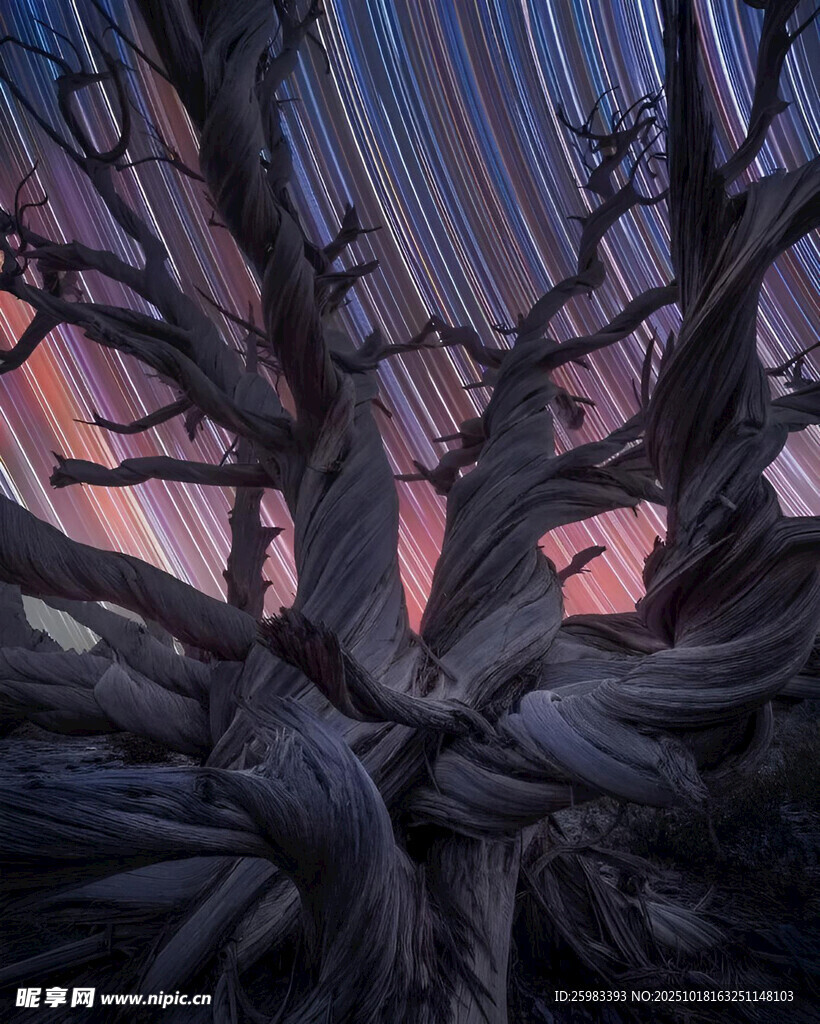 星空枯树