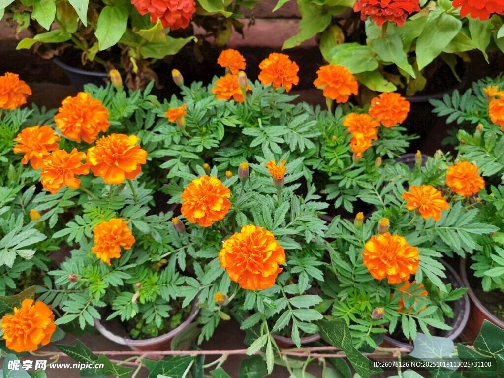 盆栽万寿菊绽放艳丽花朵