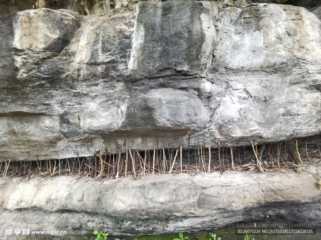 岩石缝隙中生长的植物