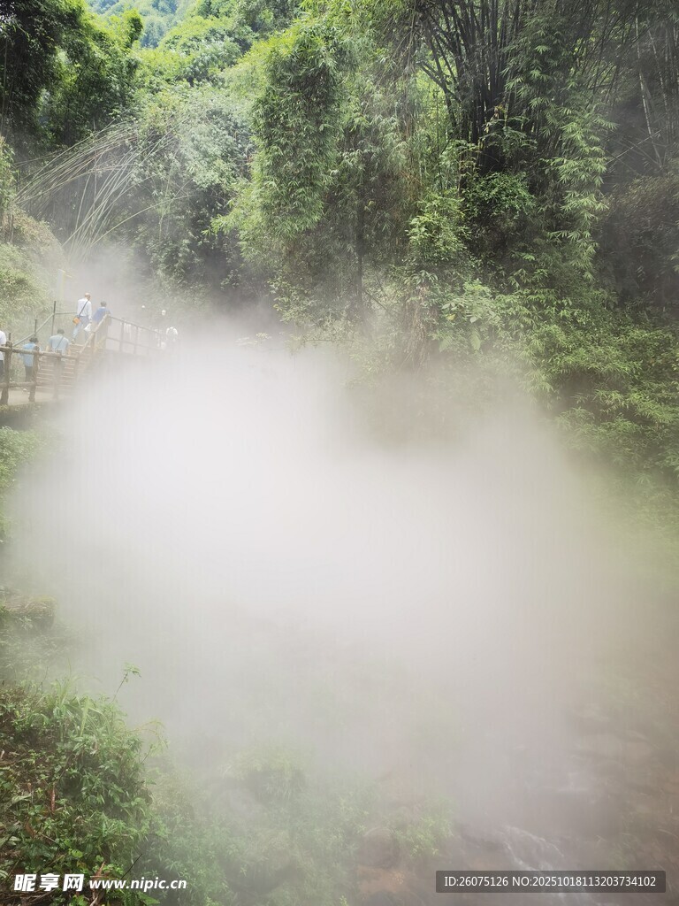 林间迷雾弥漫的清幽景致