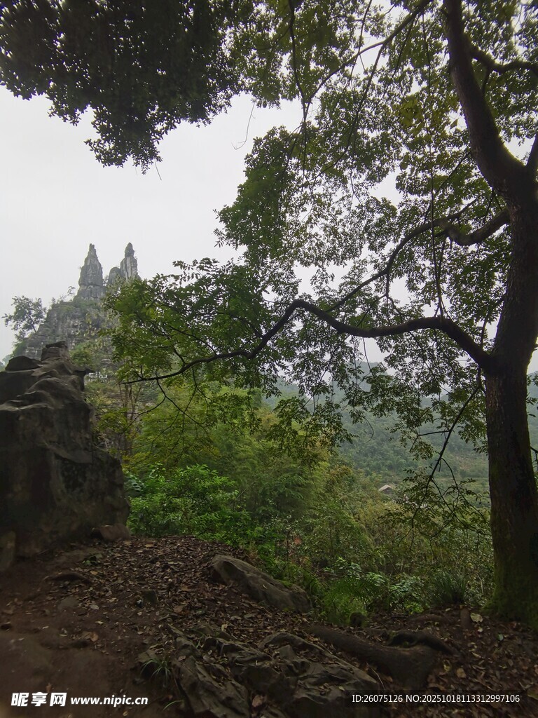 山林间的小径与葱郁植被