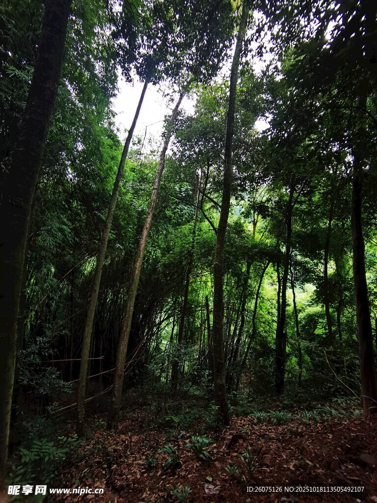 茂密森林中的自然景象