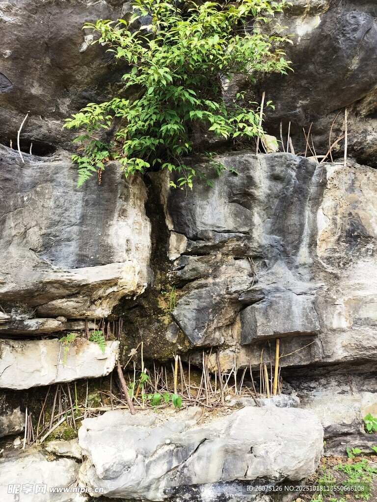 岩石间生长的翠绿小树