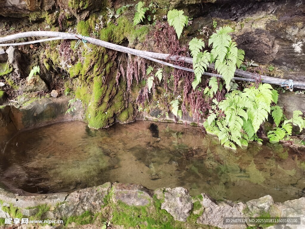 山间清泉旁的绿植景观