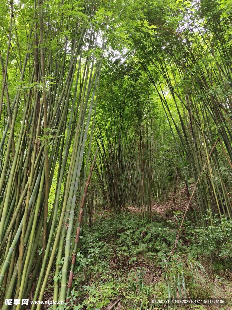 翠绿竹林中的自然景致