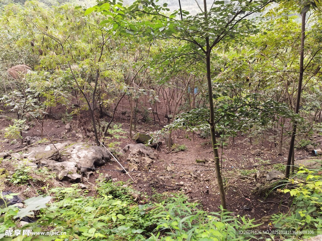 山林间的自然植被景象