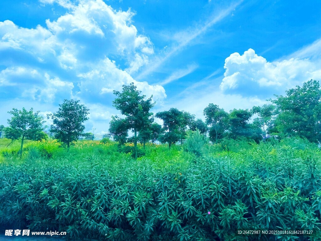 蓝天白云下的绿野风光