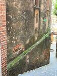 湛江赤坎老街古老砖墙下绿色苔藓