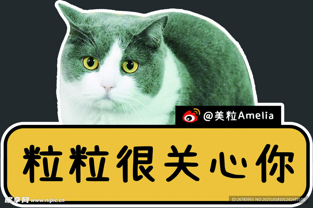 关心你的猫咪粒粒