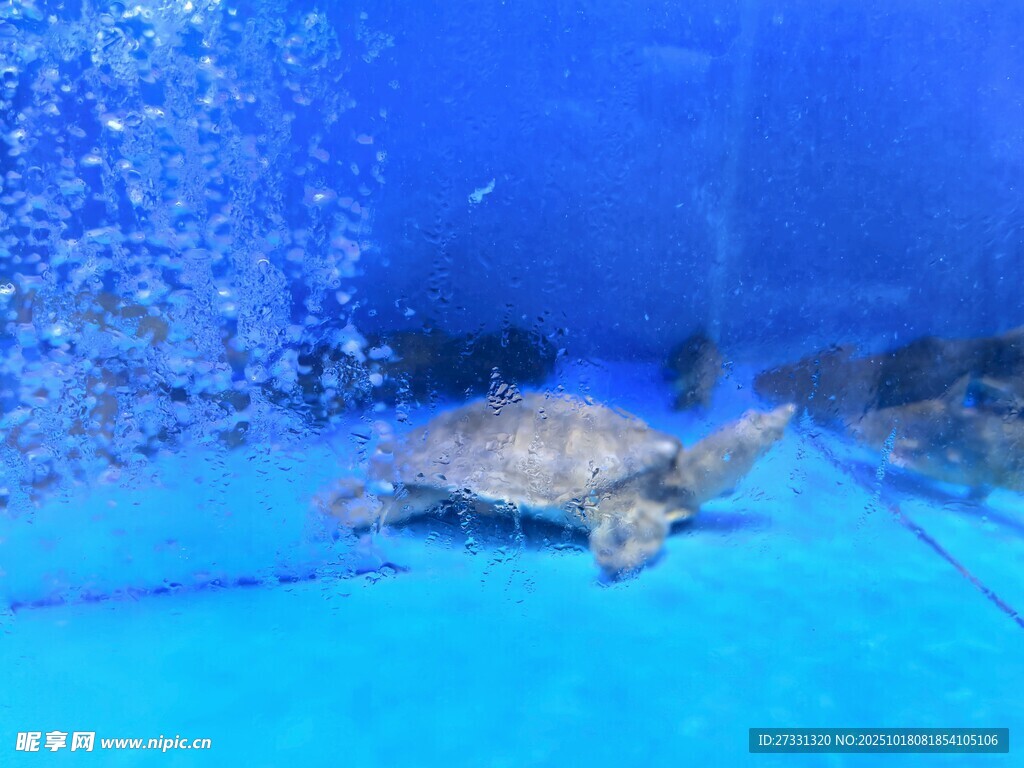水族馆中游动的可爱海龟