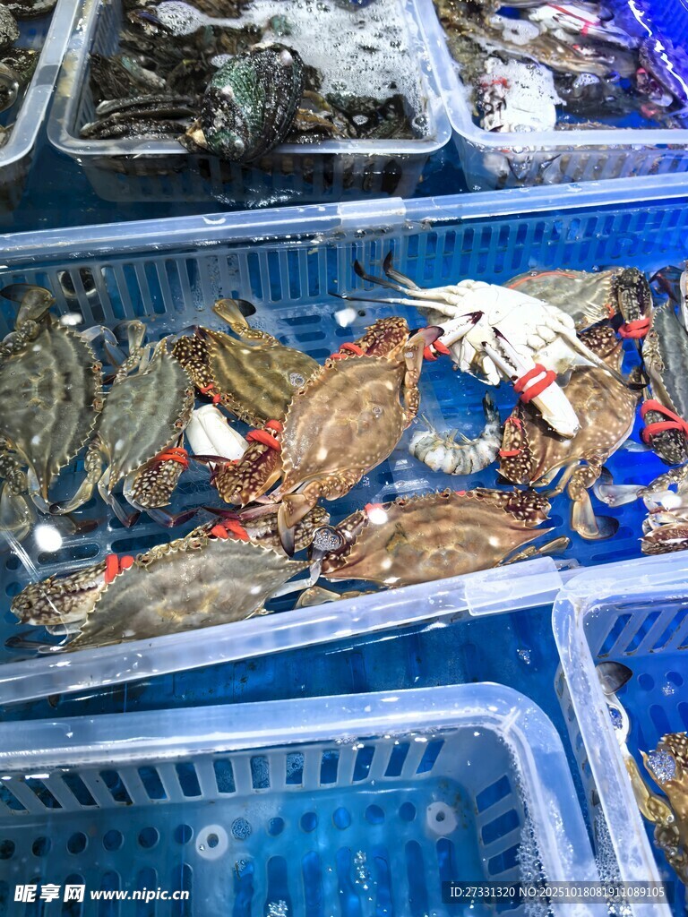海鲜市场的鲜活虾类展示