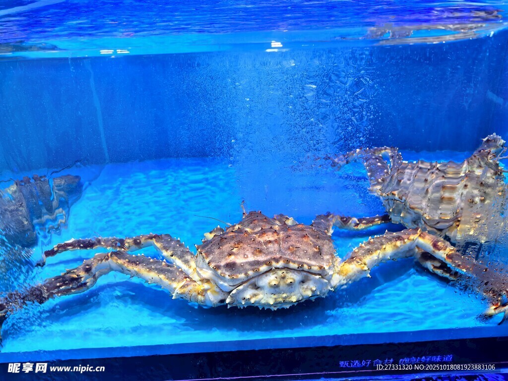 水族箱中的大螃蟹