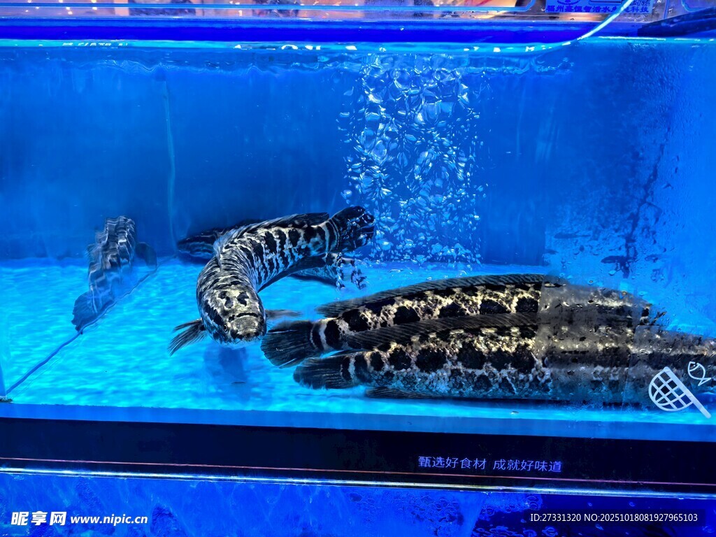 水族箱中的黑色神秘生物