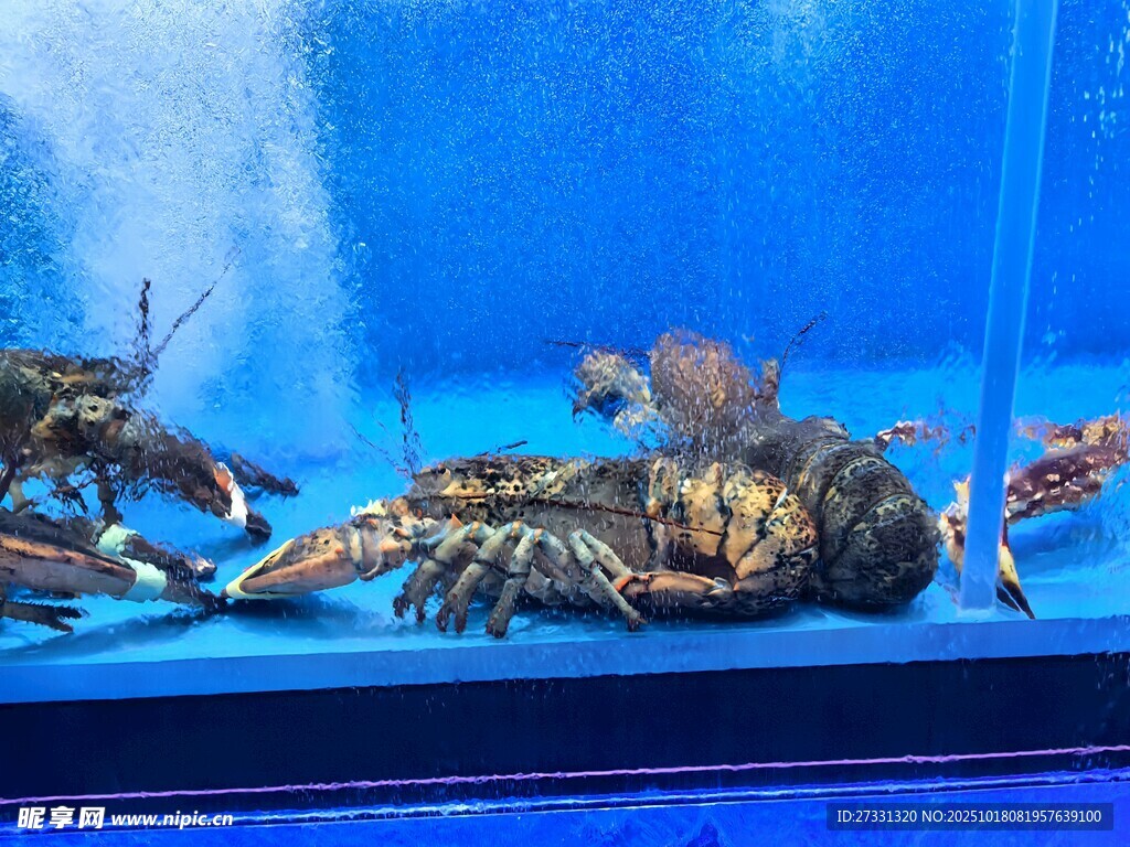 水族箱中的多彩龙虾
