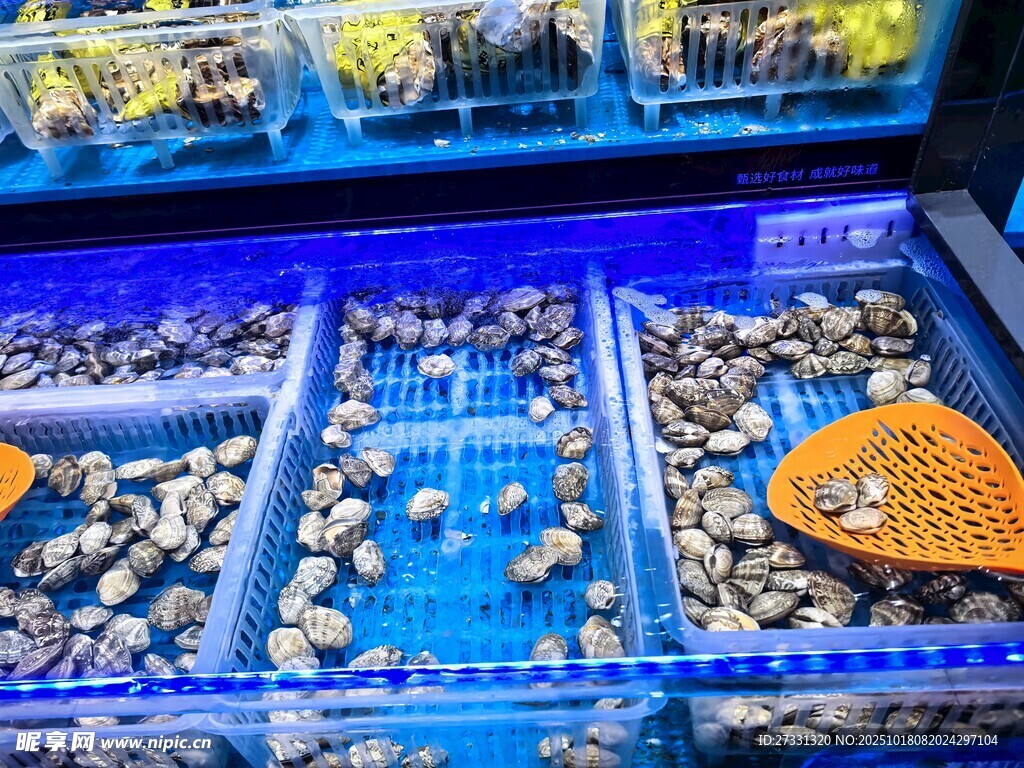 多彩鱼缸内的精致景观
