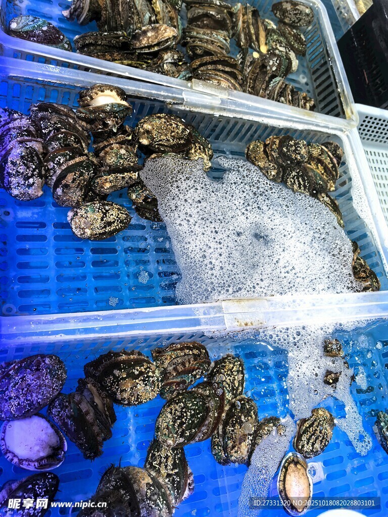海鲜市场的新鲜牡蛎展示