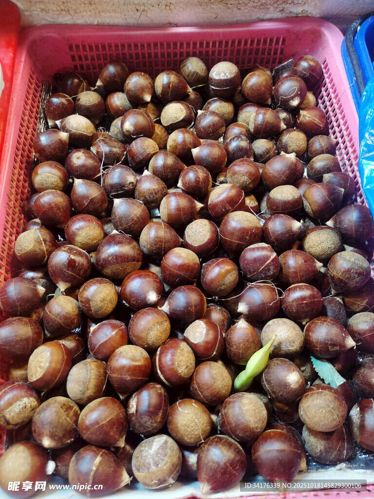 板栗