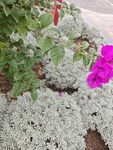 紫色花朵与银叶植物