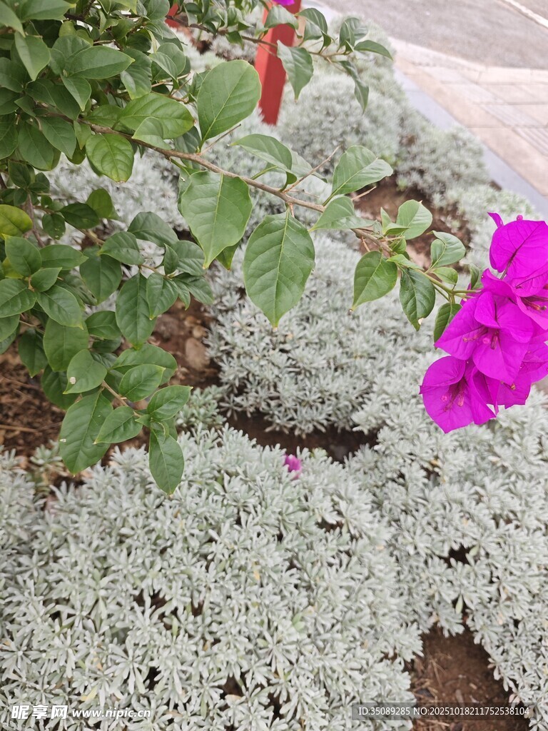 紫色花朵与银叶植物