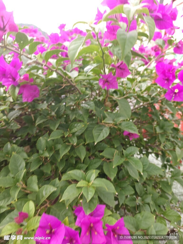 绽放的艳丽三角梅