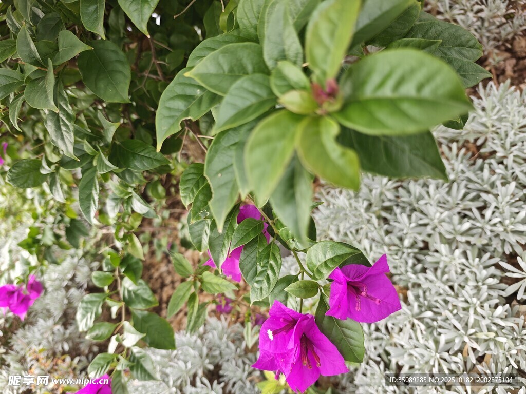 娇艳紫花与绿叶相依
