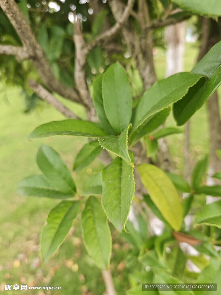 绿叶繁茂的树枝特写