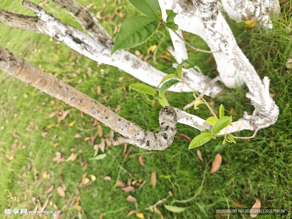 树干旁新生的嫩绿枝叶