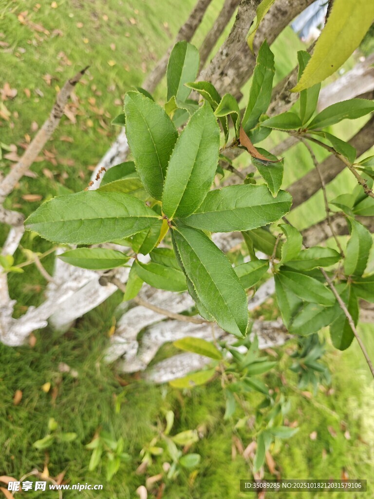 绿叶繁茂的枝头景象