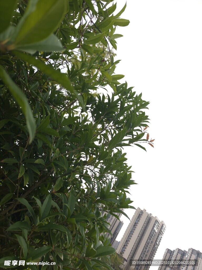 城市中葱郁的绿植景观