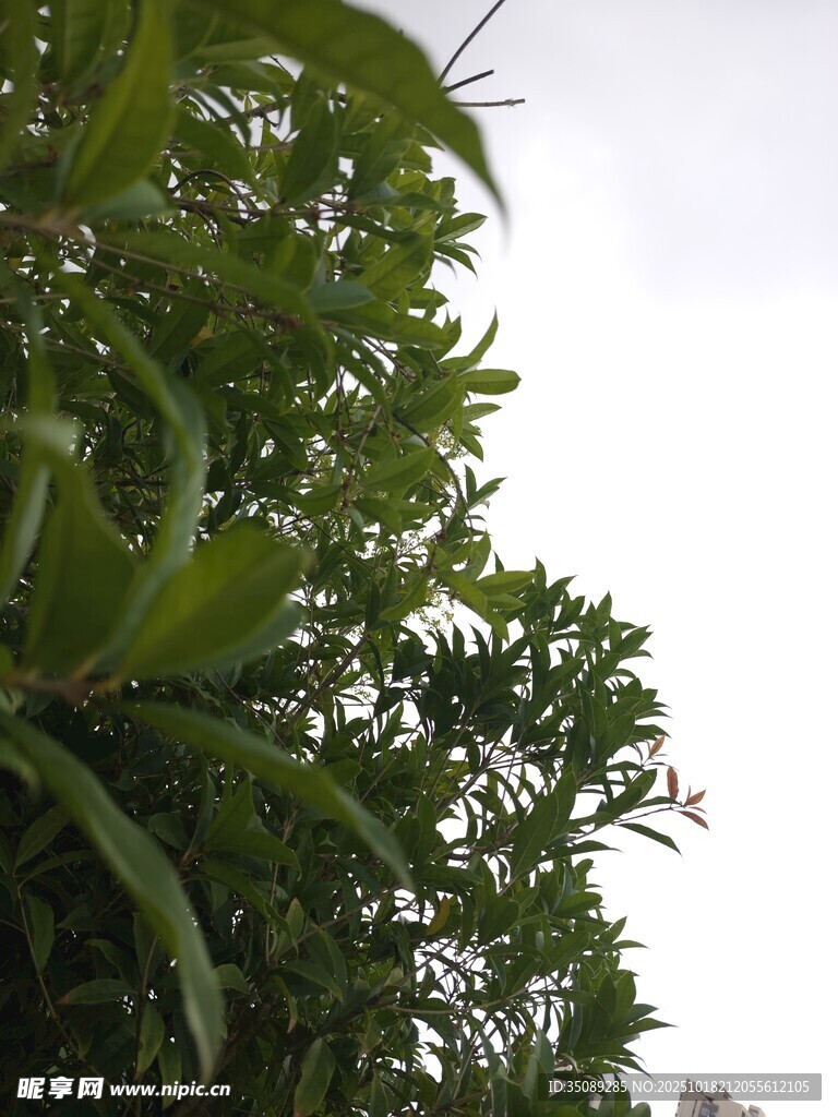 绿叶繁茂的植物