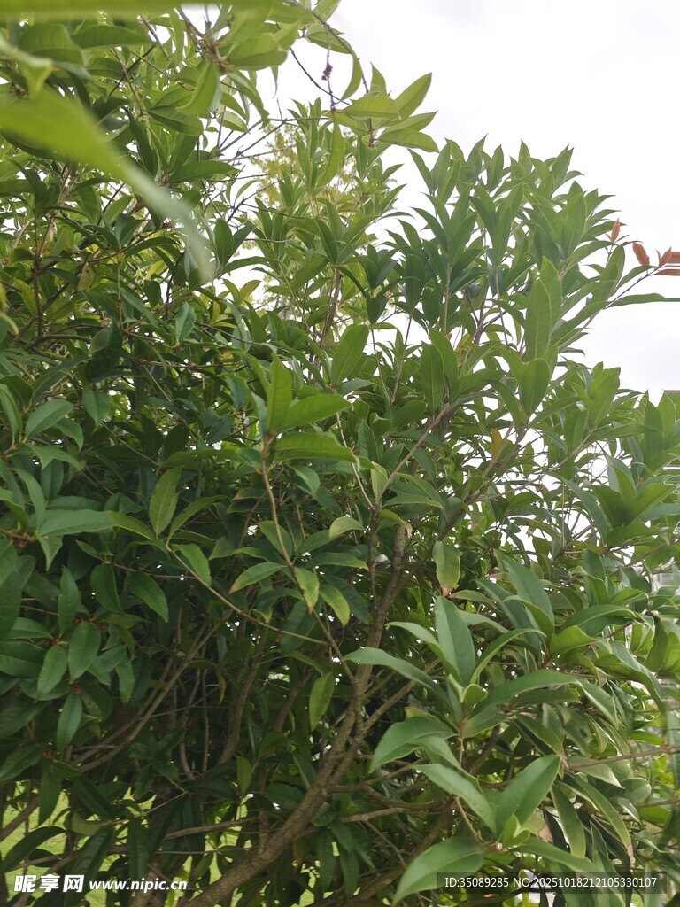 繁茂绿植展现自然生机