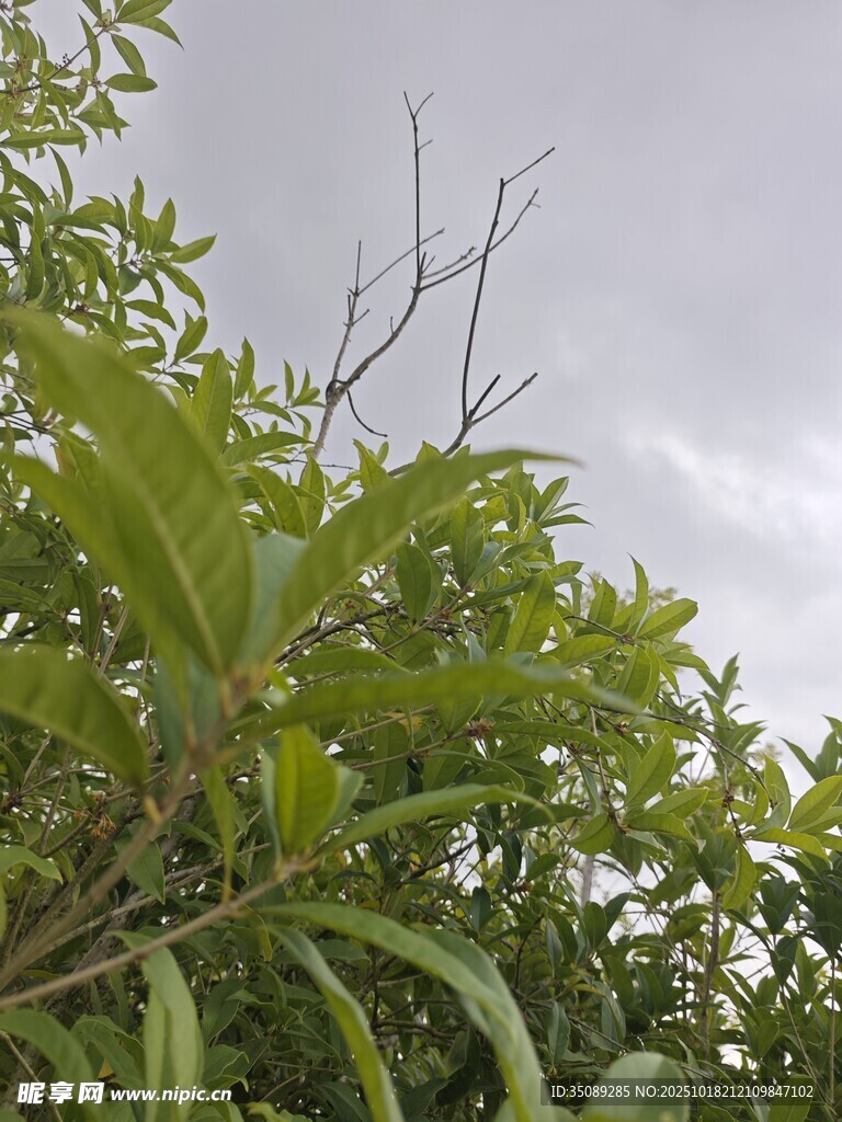 绿叶繁茂的植物景观