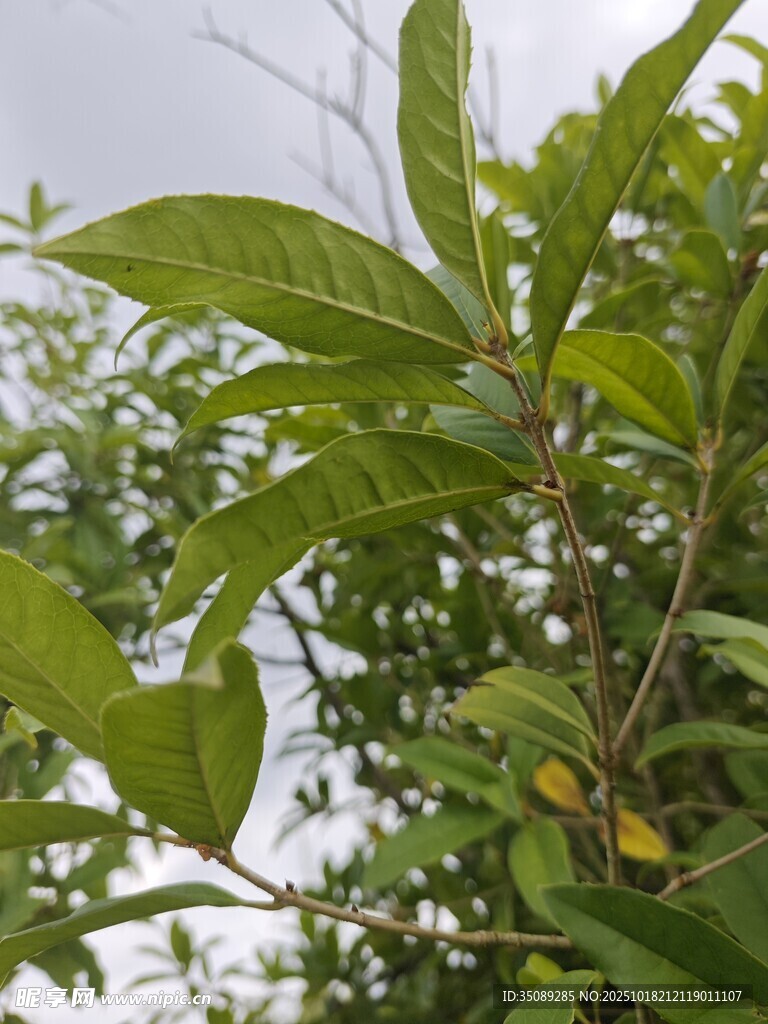 绿叶间的生机