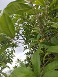 绿叶间的繁茂植物景象